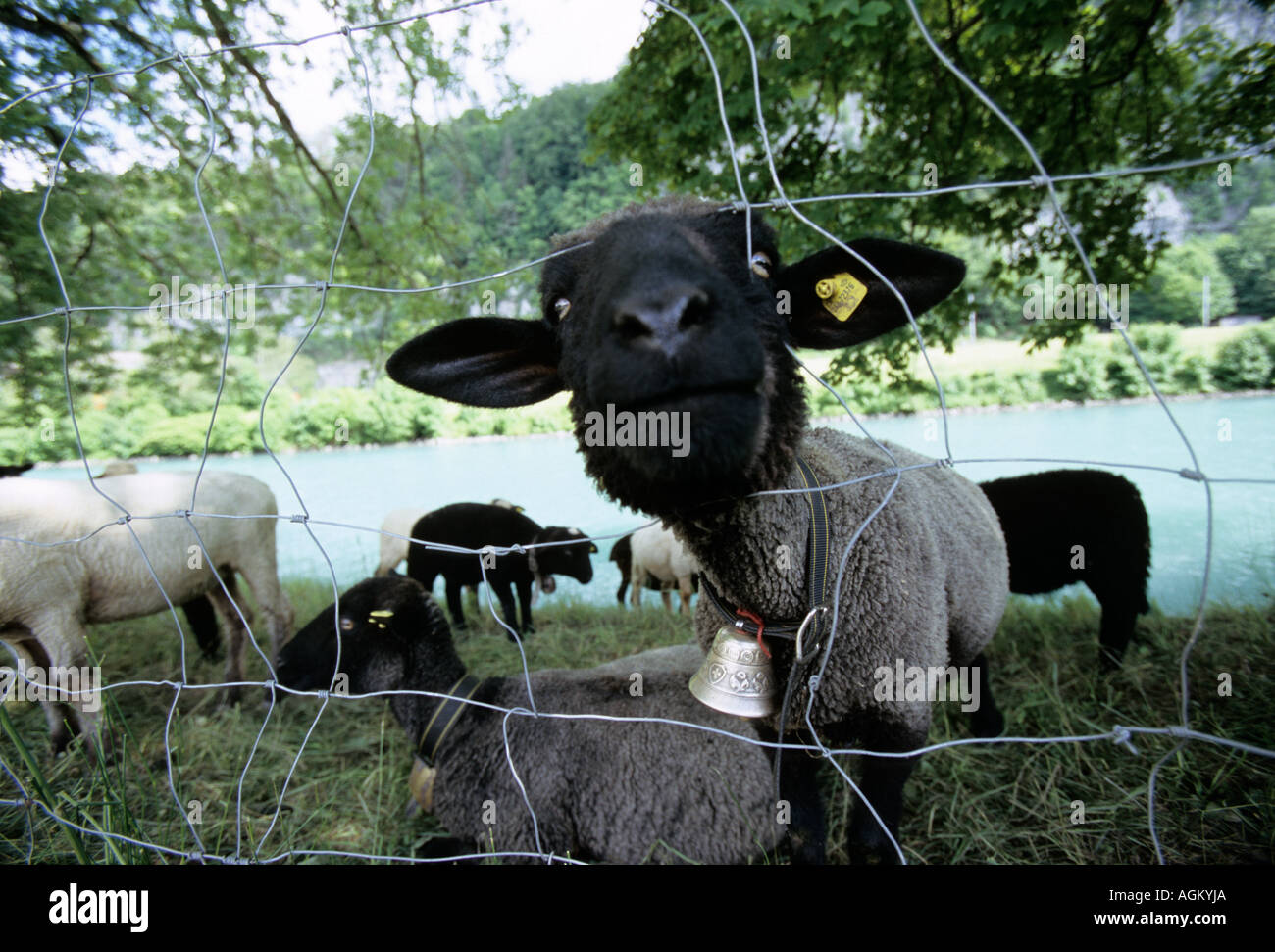 Una curiosità e divertente per gli ovini in Svizzera Foto Stock