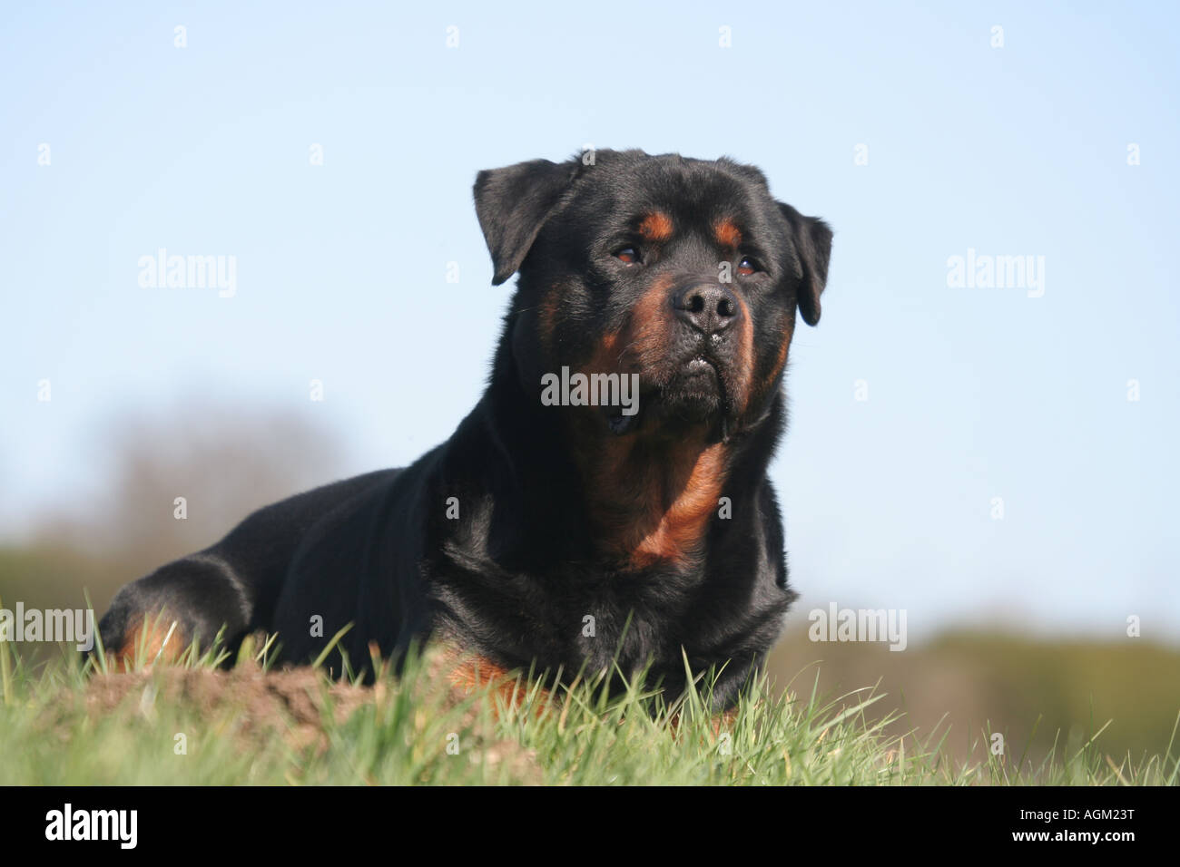 Cane Rottweiler adulto giacente in erba Foto Stock