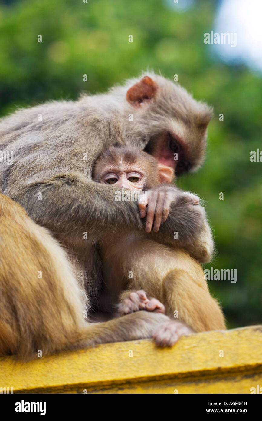 La madre e il giovane macaco scimmia. Kathnamdu, Nepal Foto Stock