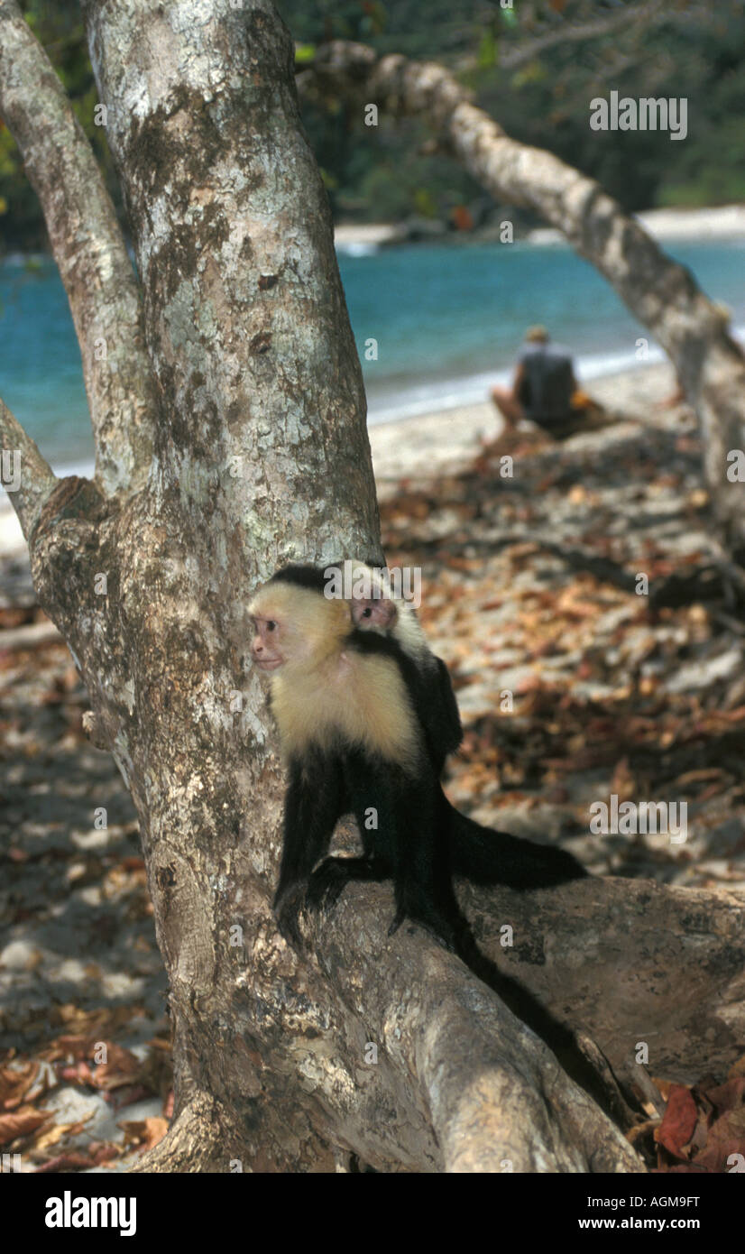 Costa Rica Manuel Antonio National Park, scimmie cappuccino, Cebus capucinus, seduto sul tronco di albero con spiaggia in background Foto Stock