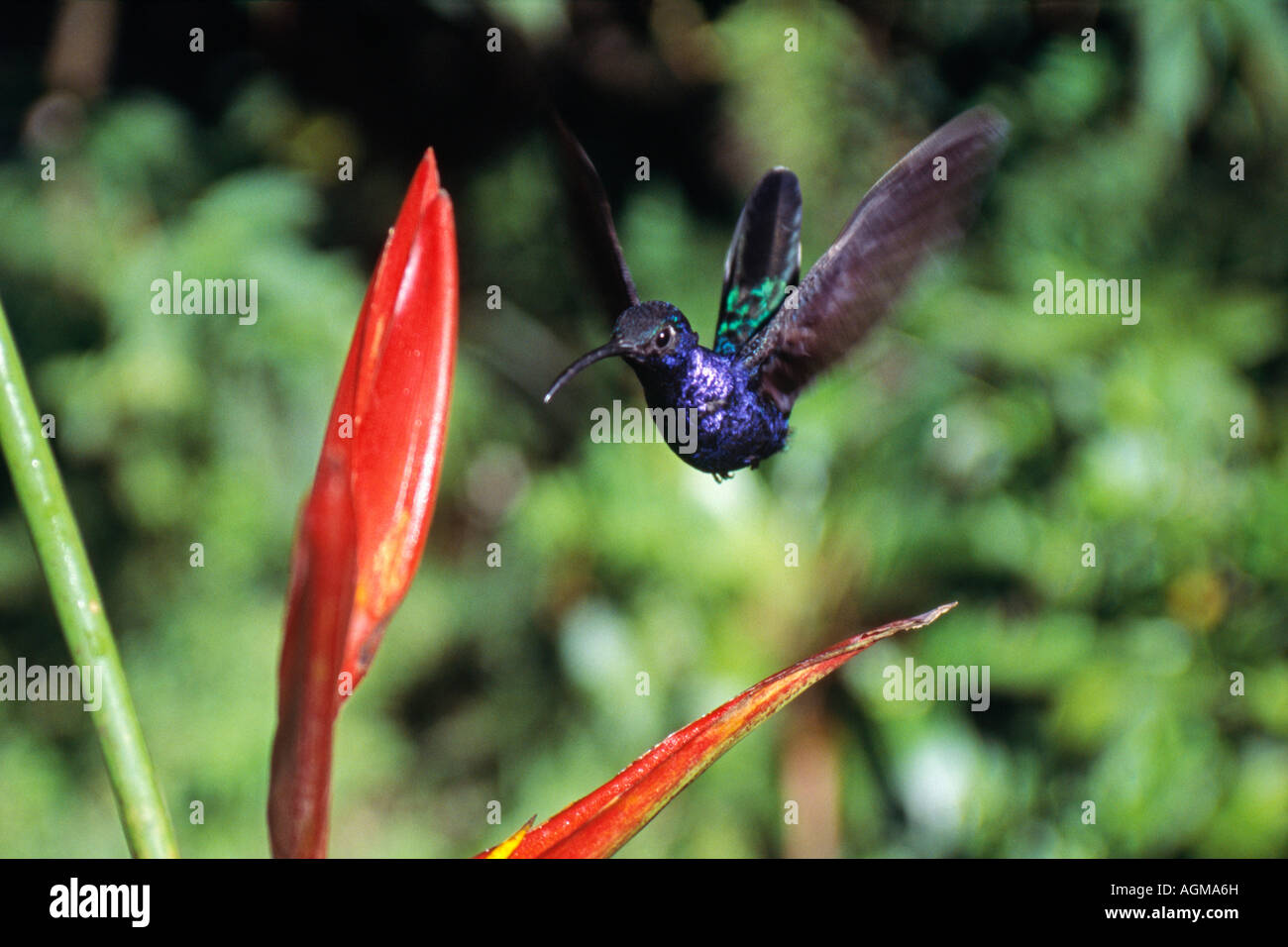 Costa Rica Monte Verde Cloud Forest National Park, Violet Sabrewing hummingbird, Largipennis hemi leucurus e germoglio di fiore Foto Stock
