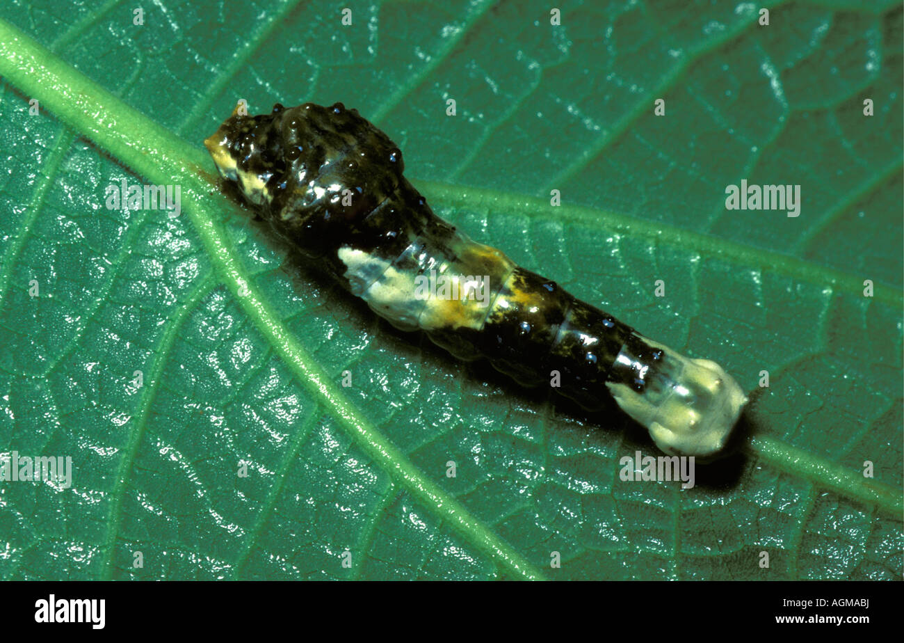 Costa Rica, Monte Verde Cloud Forest National Park, Caterpillar sulla foglia prima di diventare una farfalla Foto Stock