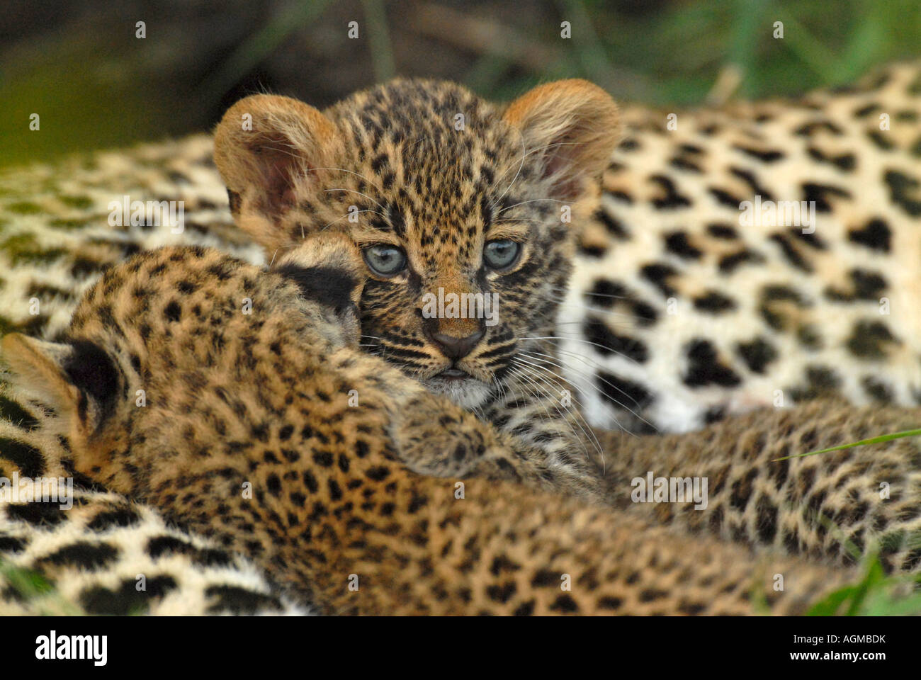 Un giovane leopard cub guarda in alto durante la poppata da sua madre - il suo gemello continua a bere Foto Stock
