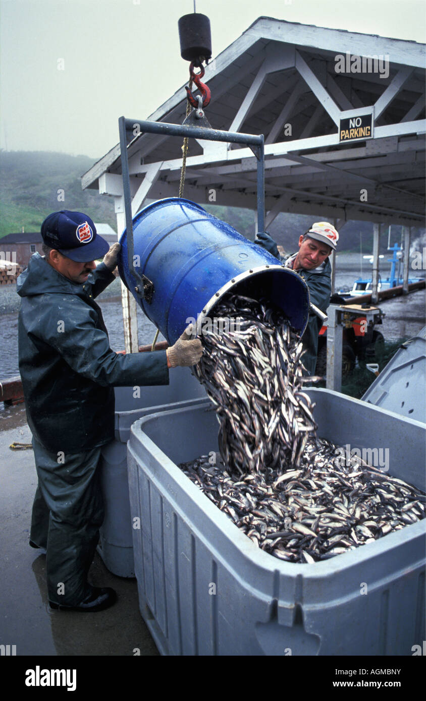 Canada, San Giovanni, i pescatori di pesce di raccolta nel contenitore Foto Stock