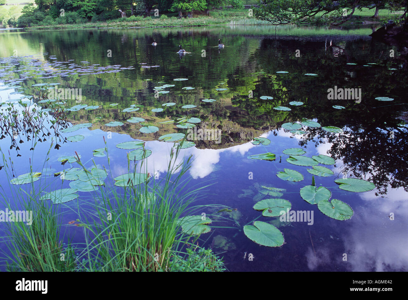 La riflessione di Nab cicatrice Rydal acqua Cumbria Foto Stock