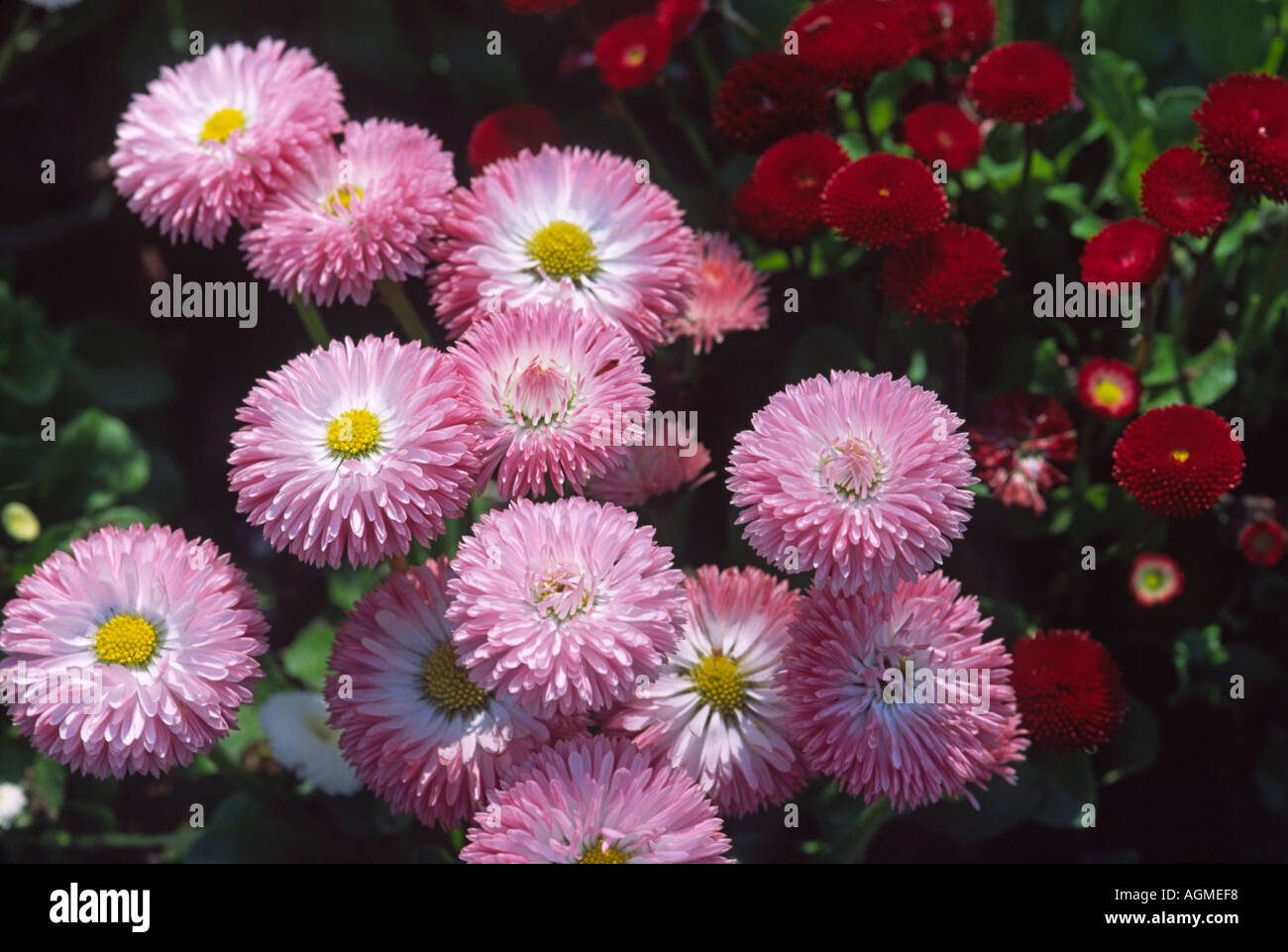 Rosa e bianche margherite coltivate nel letto di fiori Foto Stock