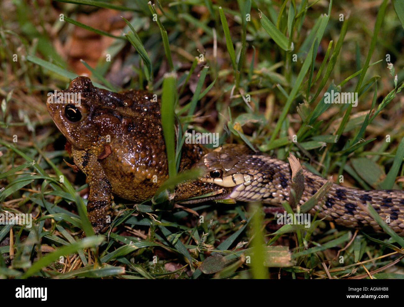 VA Virginia Beach Snake mangiare un rospo Foto Stock