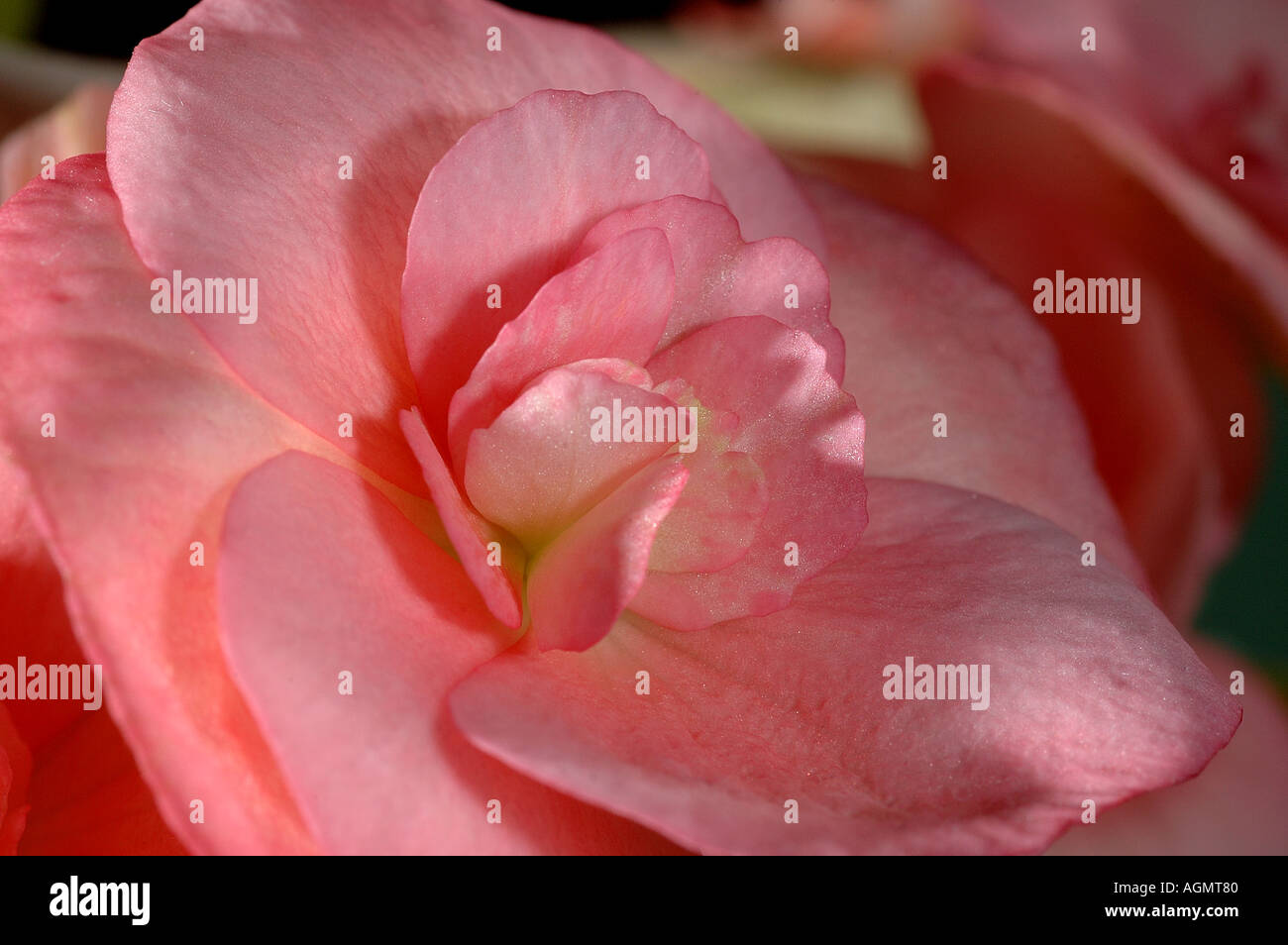 Begonia in fiore Foto Stock