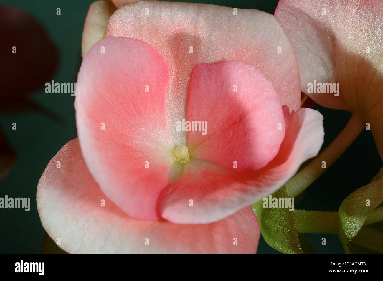 Begonia in fiore Foto Stock