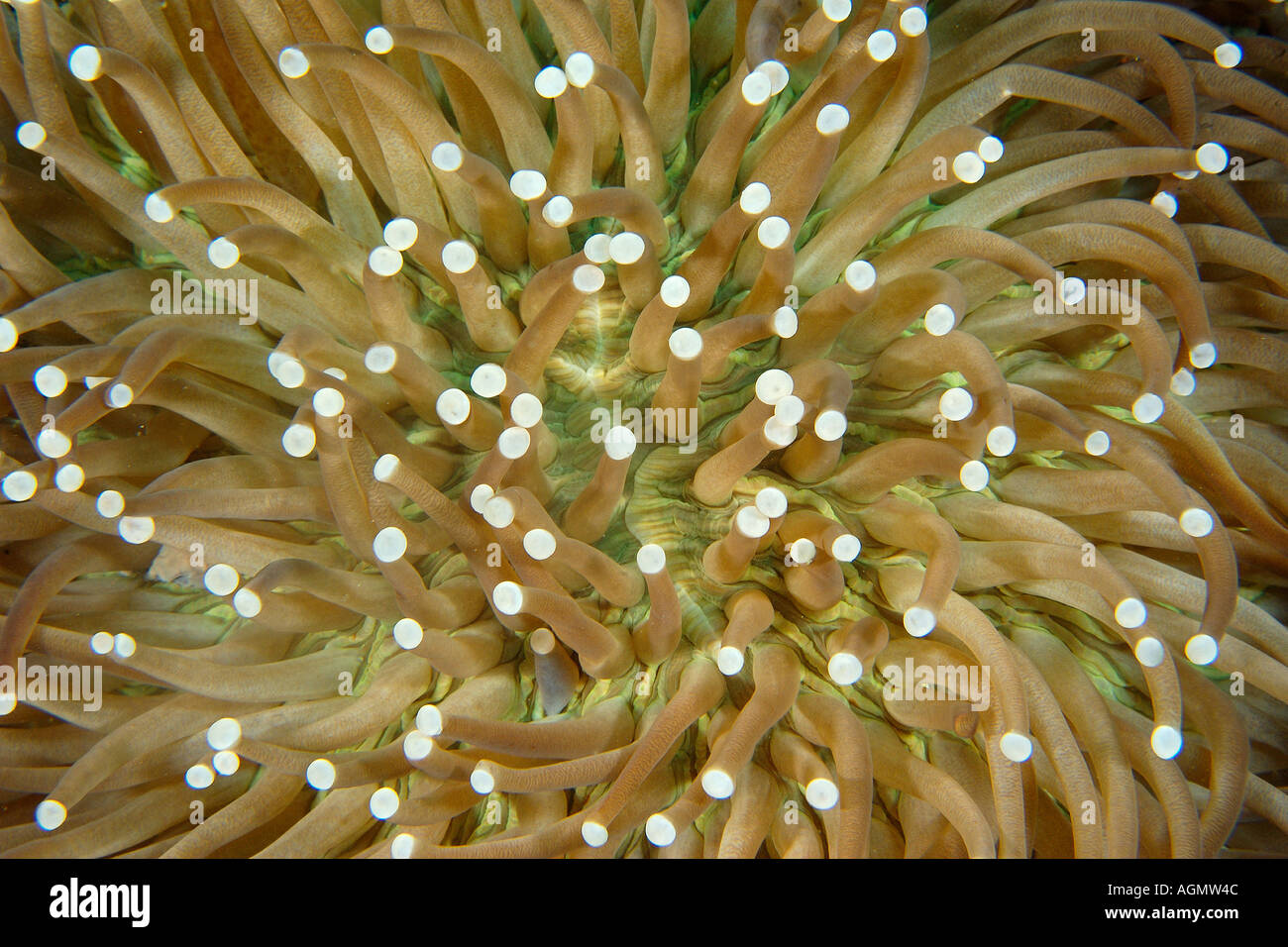 Magnifica anemone marittimo Heteractis magnifica parete Sinandigan Puerto Galera Mindoro Filippine Foto Stock