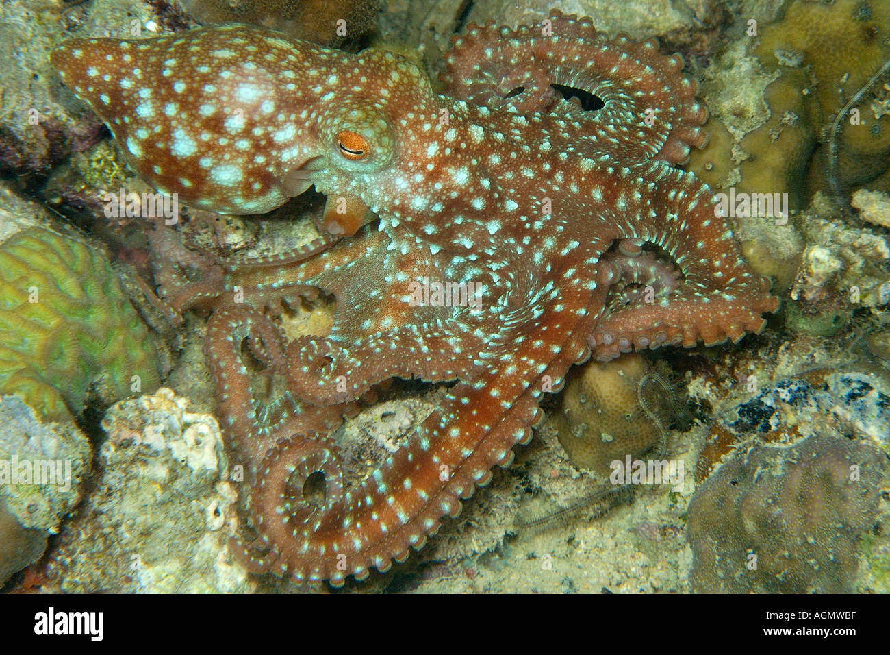 Notte stellata octopus Octopus luteus rovistando sulla barriera corallina di notte Malapascua Cebu Filippine Visayan Mare Foto Stock