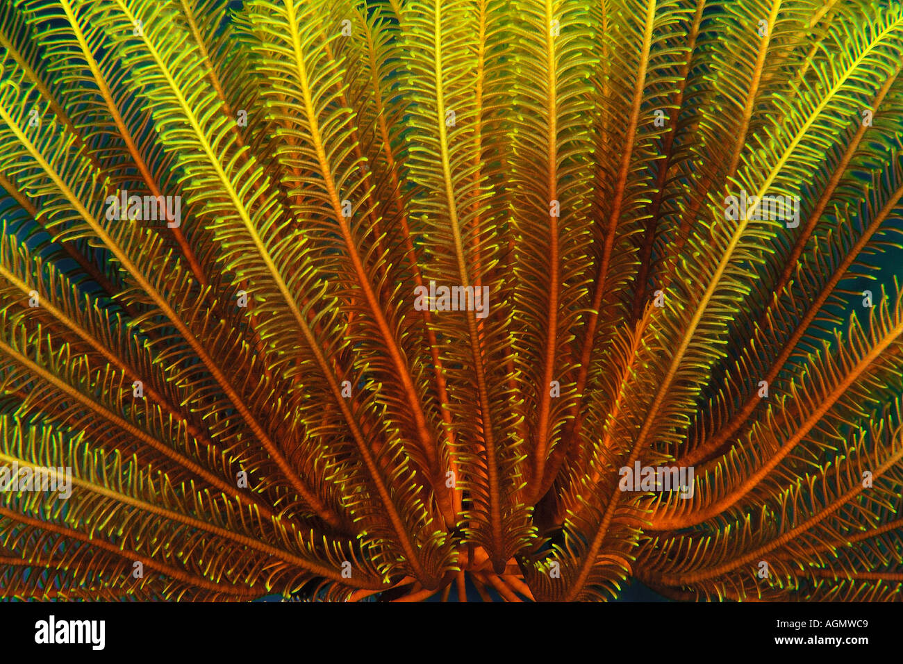 Feather star Oxycomanthus bennetti Monkey beach Puerto Galera Mindoro Filippine Foto Stock