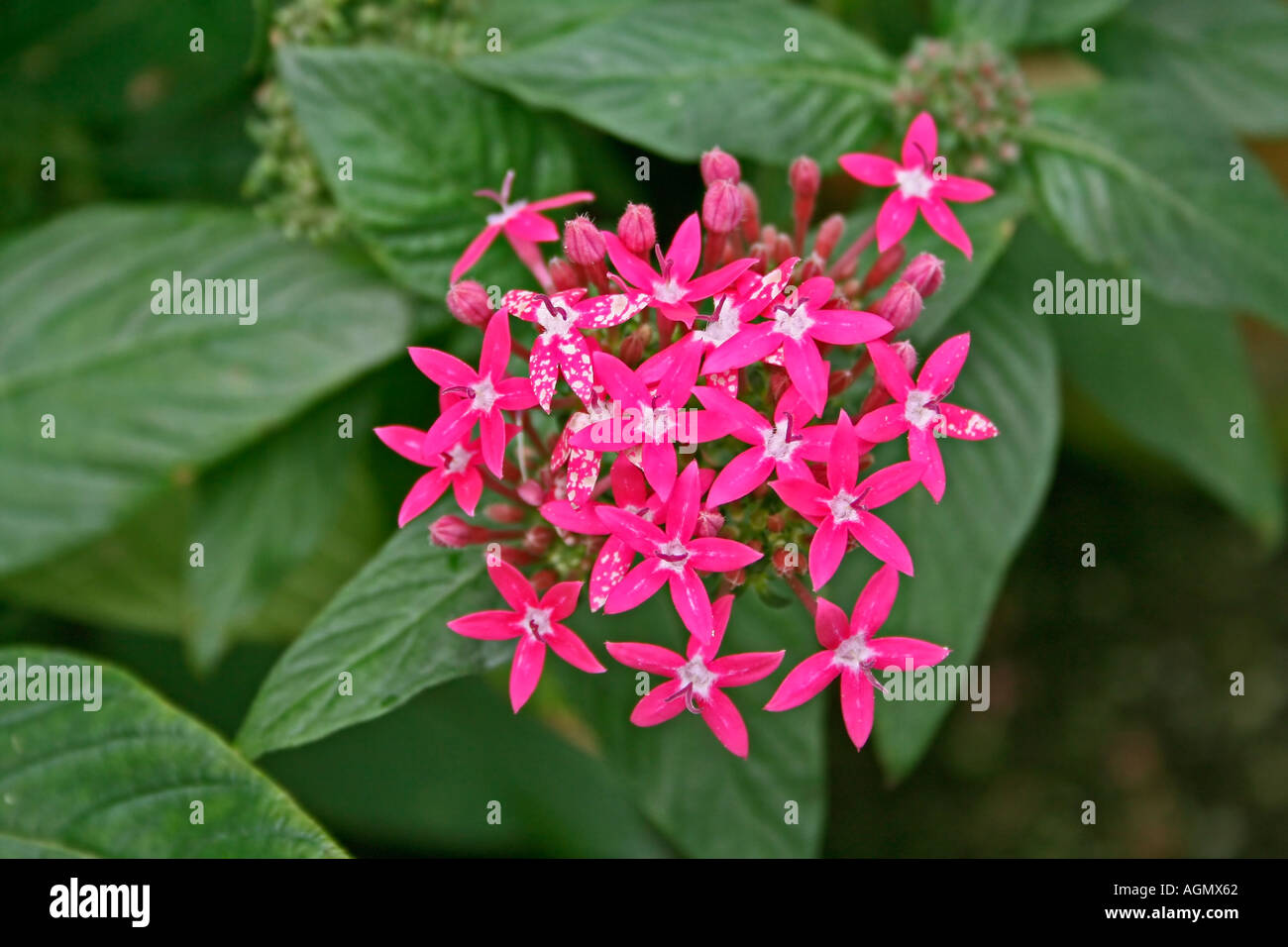 Arbusto flowerering Foto Stock