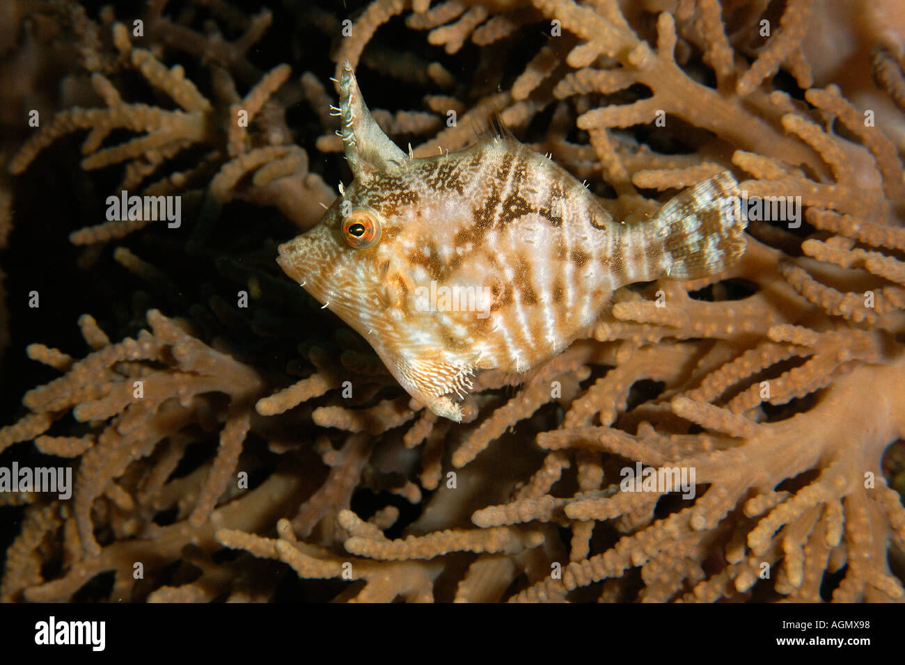 Radiale Acreichthys filefish radiatus accanto al Coral Puerto Galera Mindoro Filippine Foto Stock
