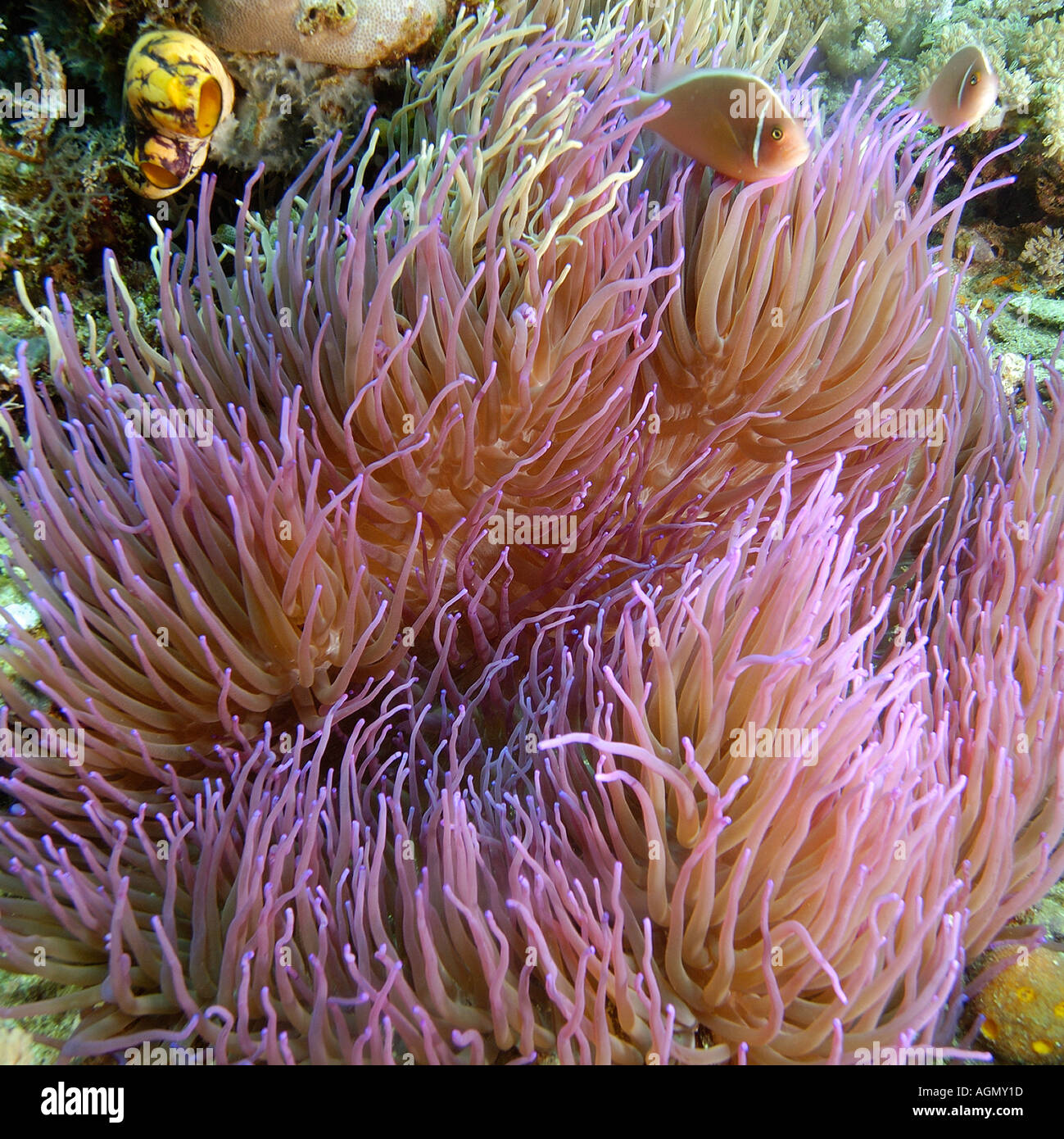 Rosa di pesce di anemone perideraion Amphiprion e magnifico mare anemone Heteractis magnifica Puerto Galera Filippine Foto Stock