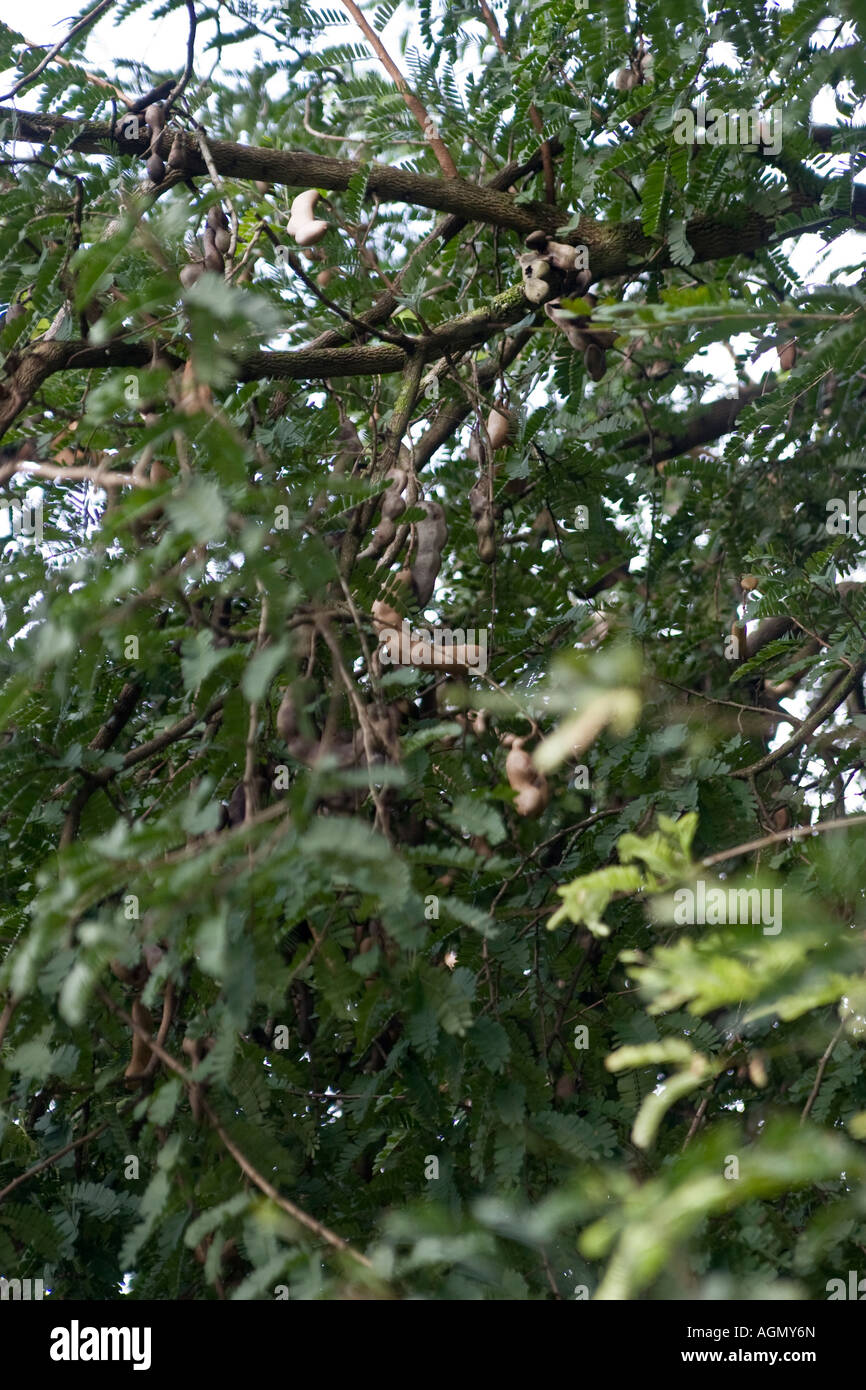 Albero di tamarindo, Tamarindus indica. Veraguas, Repubblica di Panama, America Centrale Foto Stock
