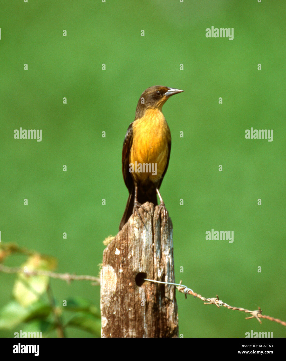 Bird Northern Pantanal del Mato Grosso del Brasile Foto Stock