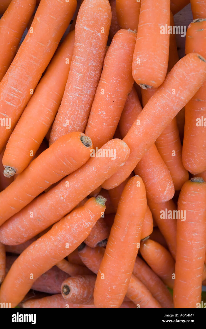 Motivo dal carrotes rosso Foto Stock