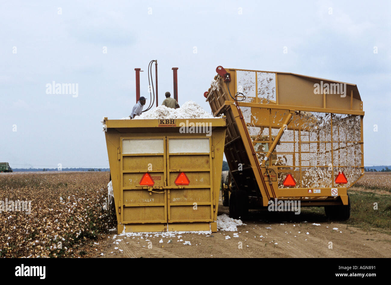 Macchina-raccolta cotone nel delta del Mississippi venendo compattate per la consegna al gin Foto Stock