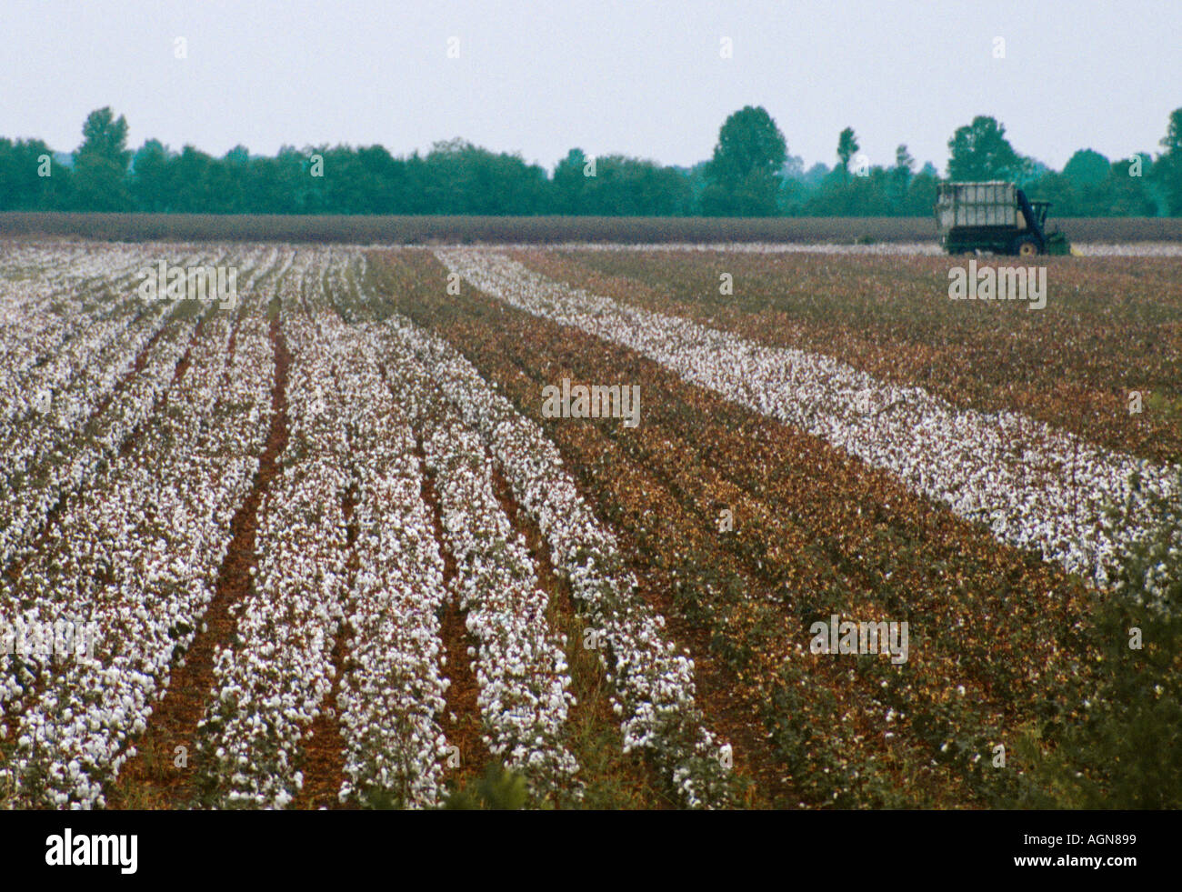 Sul delta del Mississippi piantagione di cotone una vasta macchina non tutti la raccolta Foto Stock