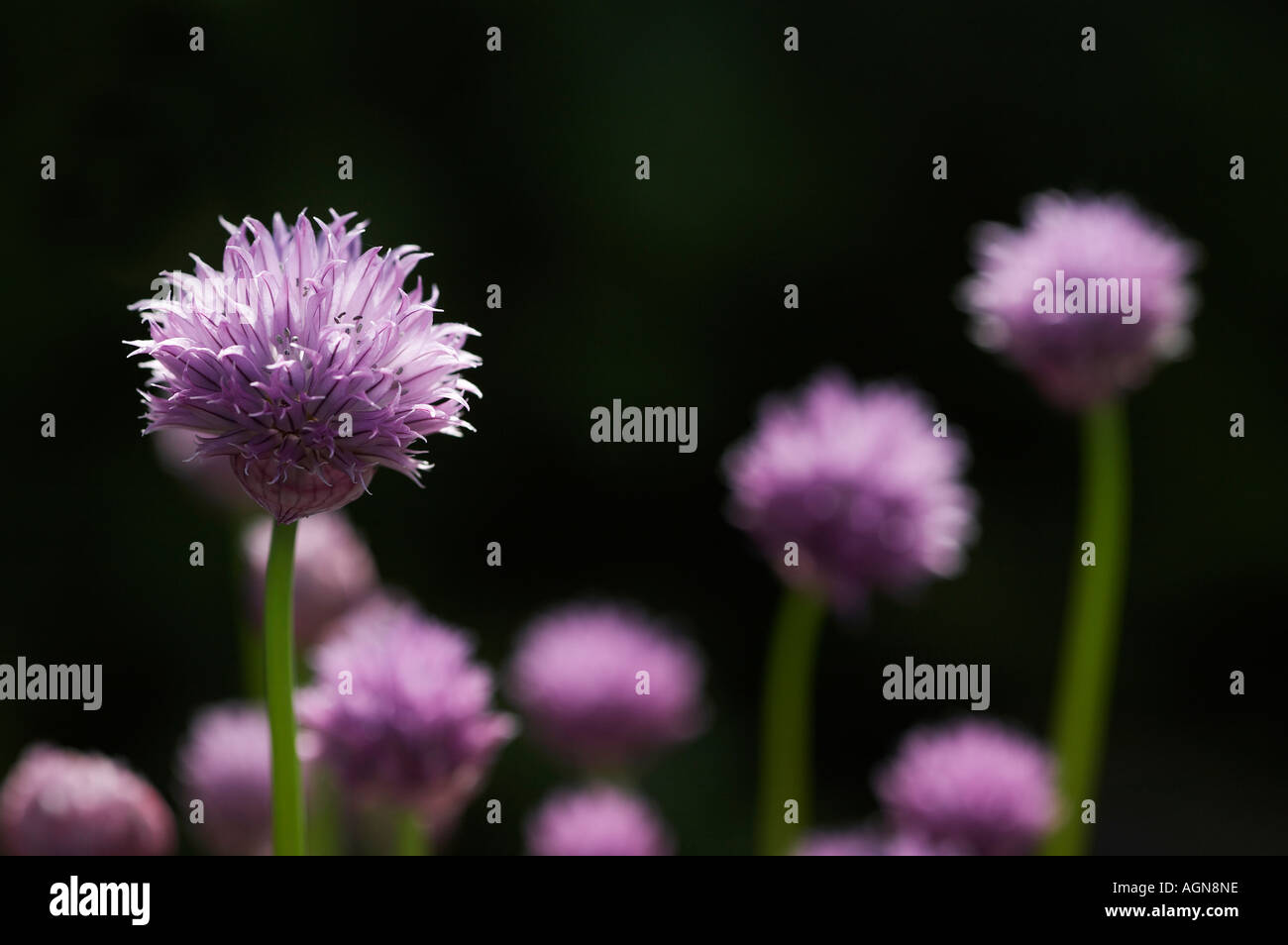 Alium schoenoprasum fiori di erba cipollina Foto Stock