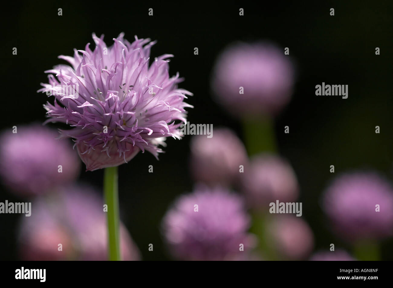 Alium schoenoprasum fiori di erba cipollina Foto Stock