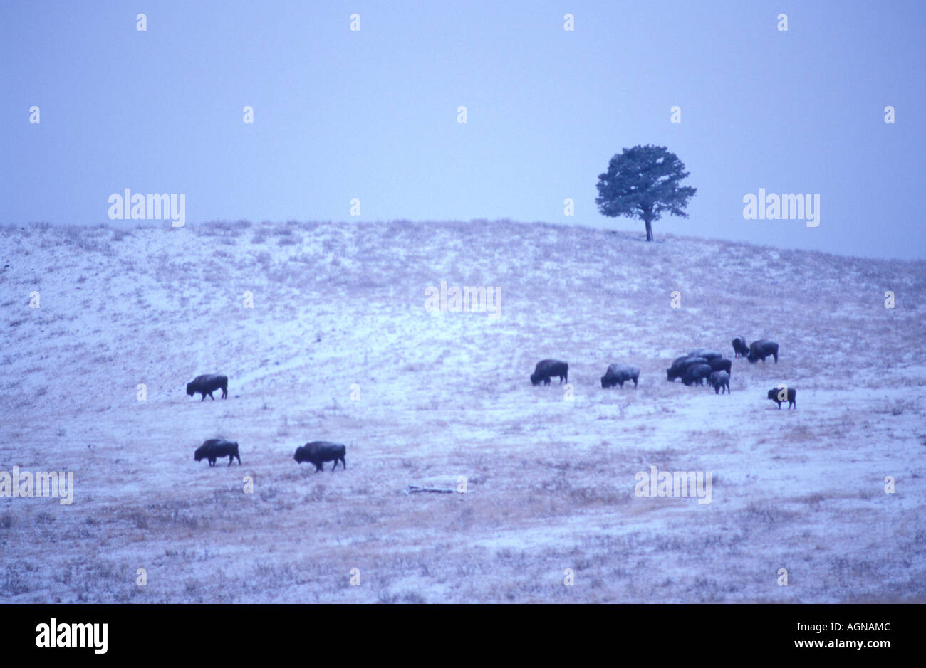 Bison e albero in inverno al Custer State Park South Dakota Foto Stock Bison e albero in inverno al Custer State Park South Dakota Foto Stock