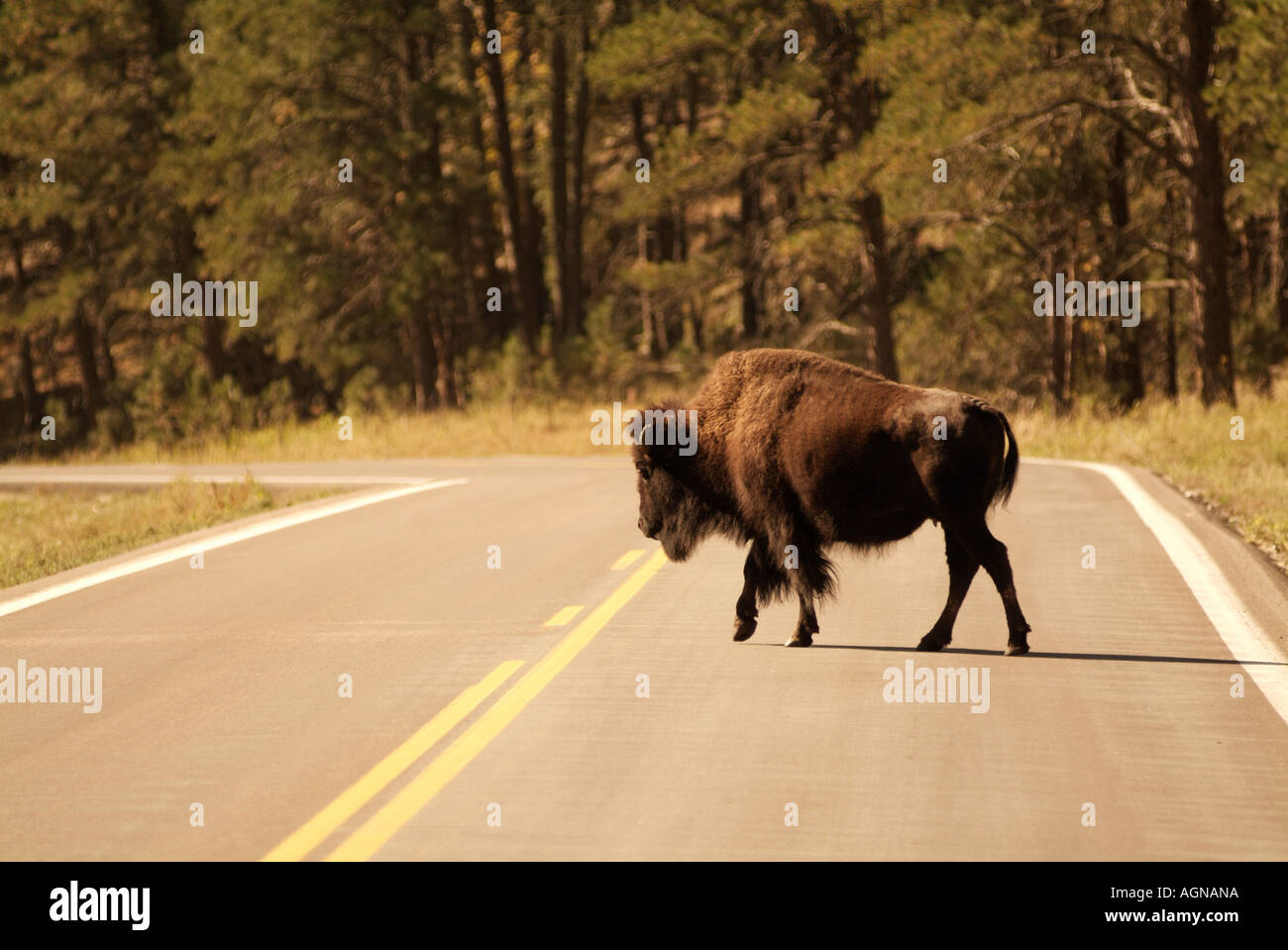Bisonti americani o buffalo attraversando la strada Foto Stock Bisonti americani o buffalo attraversando la strada Foto Stock