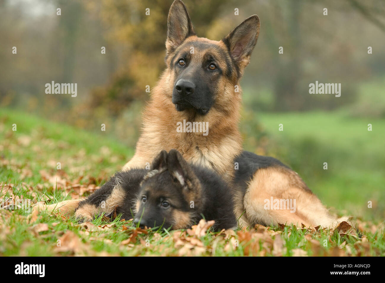 Cani pastore tedesco con cucciolo Berger Allemand Labat Rouquette VWPics com Foto Stock