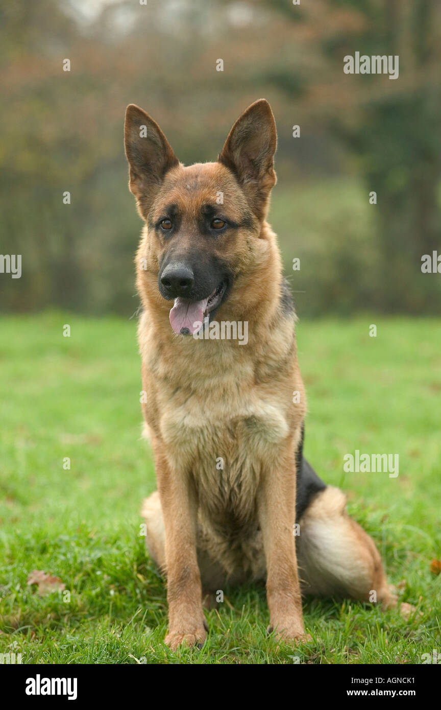 Cane pastore tedesco Berger Allemand Labat Rouquette VWPics com Foto Stock