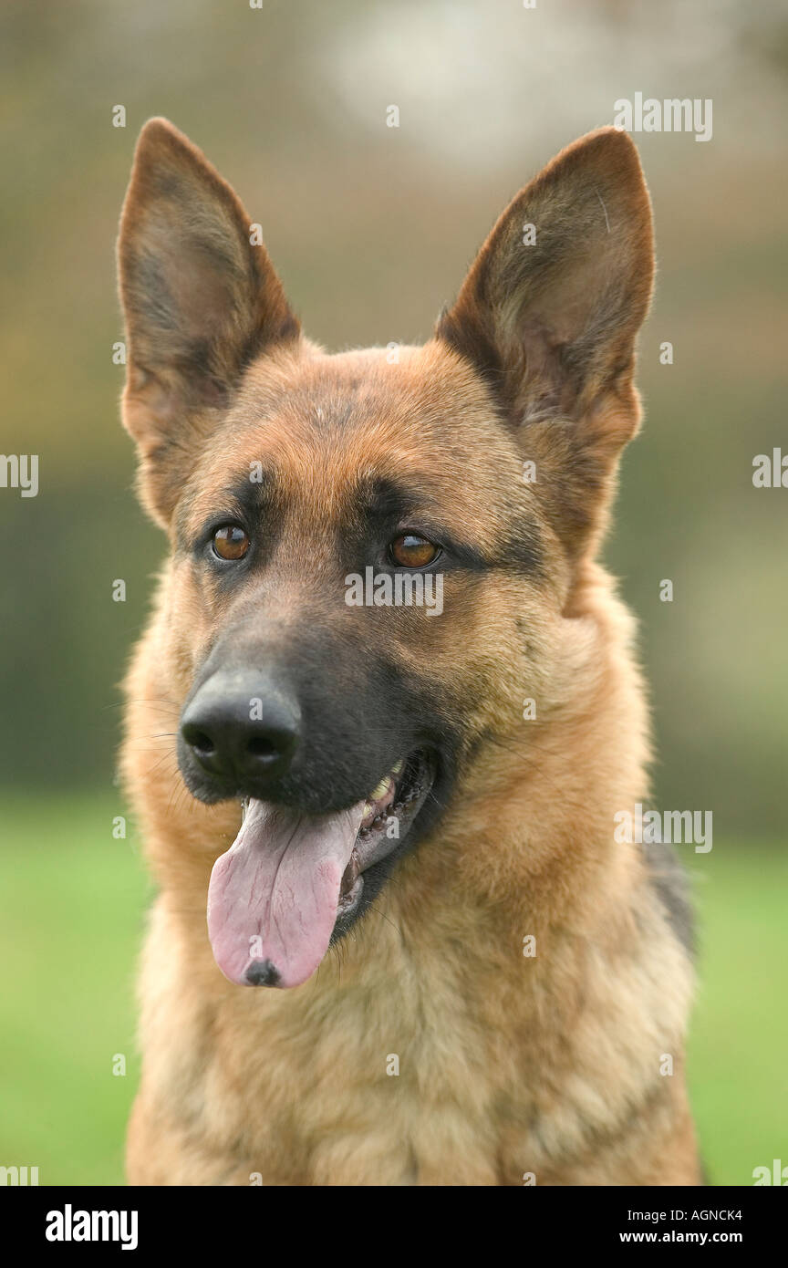 Ritratto di un cane pastore tedesco Berger Allemand Labat Rouquette VWPics com Foto Stock