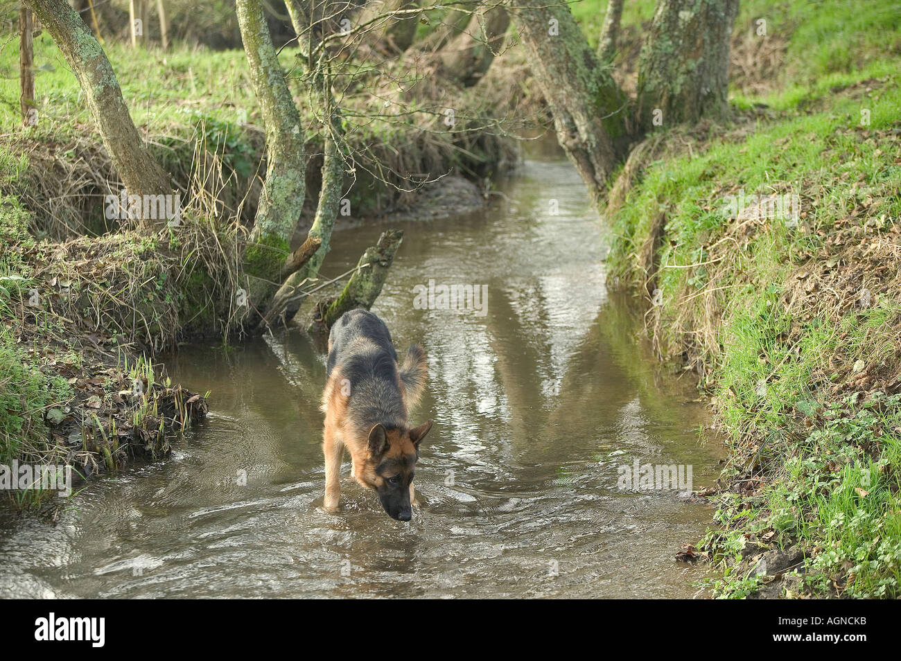 Cane pastore tedesco di bere in un fiume Berger Allemand Labat Rouquette VWPics com Foto Stock