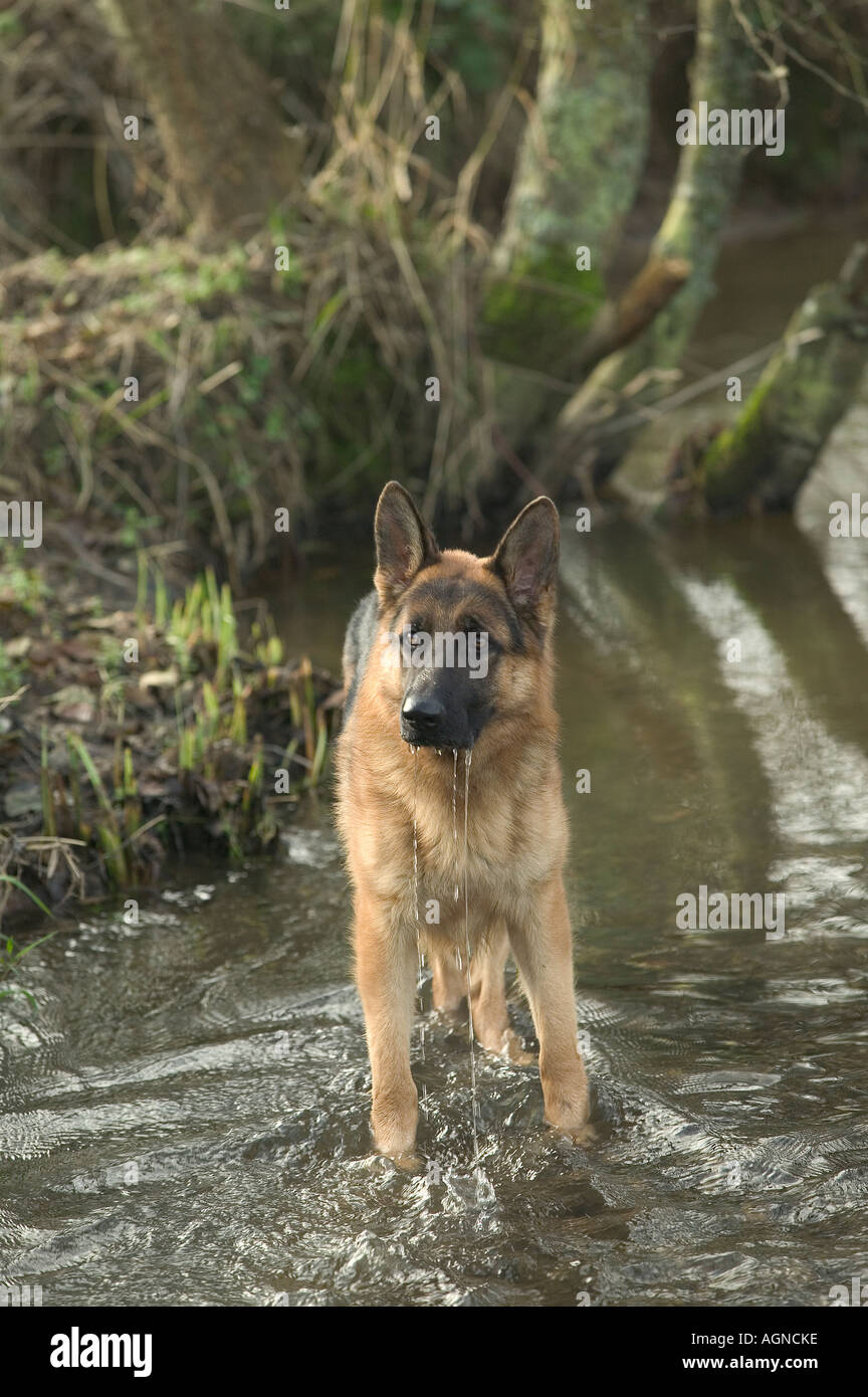 Cane pastore tedesco in un fiume Berger Allemand Labat Rouquette VWPics com Foto Stock