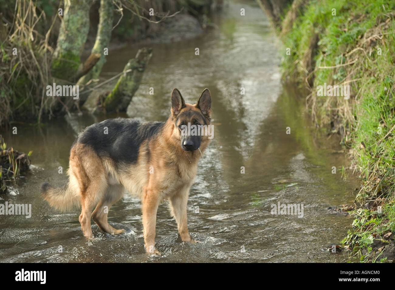Cane pastore tedesco in un fiume Berger Allemand Labat Rouquette VWPics com Foto Stock
