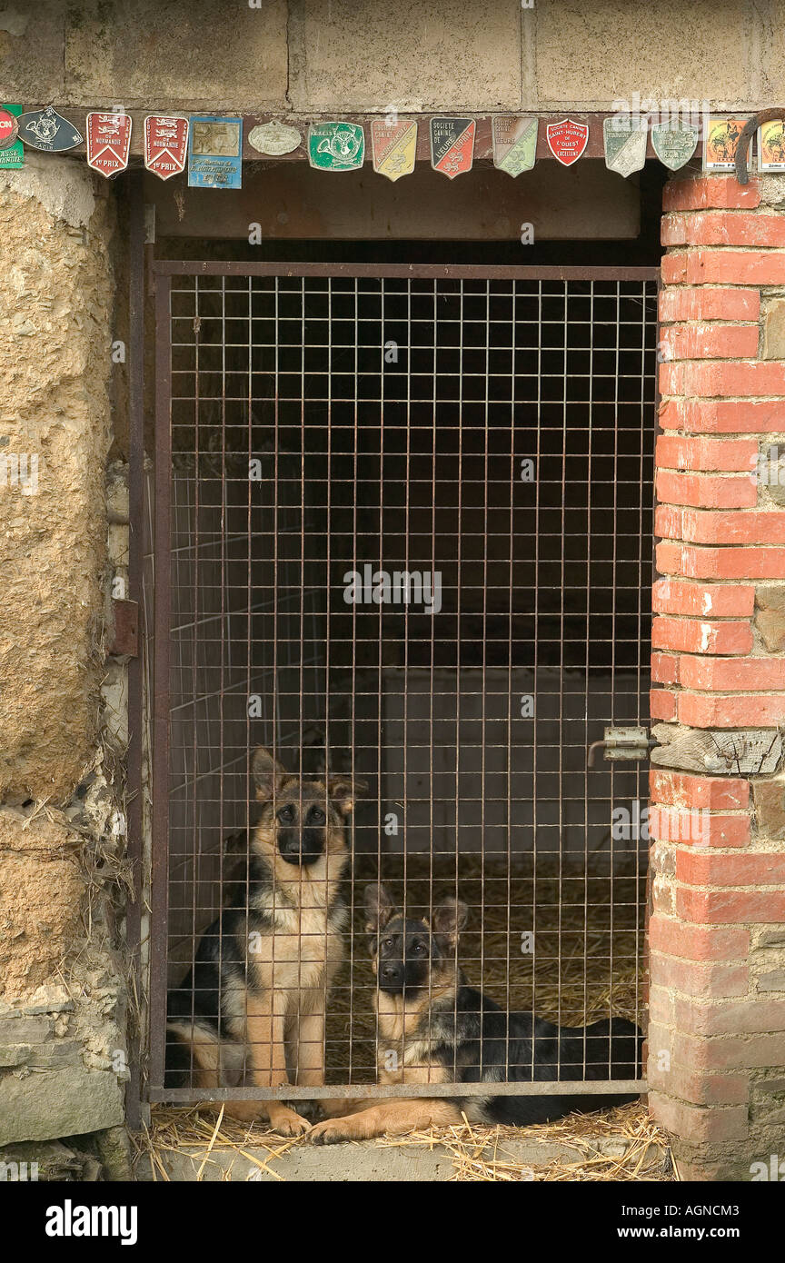 Cane Pastore Tedesco e Puppy in una gabbia Berger Allemand Labat Rouquette VWPics com Foto Stock