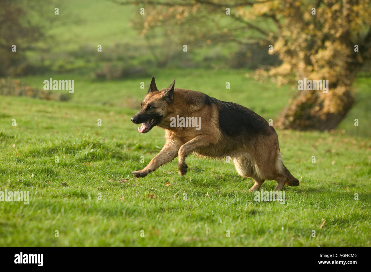 Cane pastore tedesco in esecuzione Berger Allemand Labat Rouquette VWPics com Foto Stock