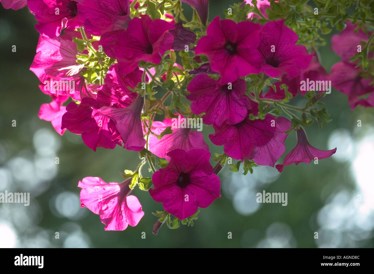Rosa coulored appesi nelle petunie fiori per balconi Foto Stock