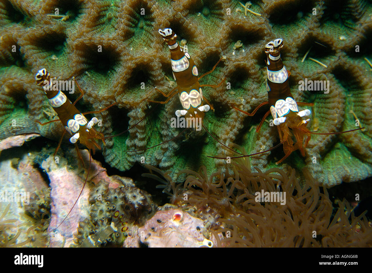 Anemone o gamberi squat Thor amboinensis Gato Island Cebu Filippine Foto Stock