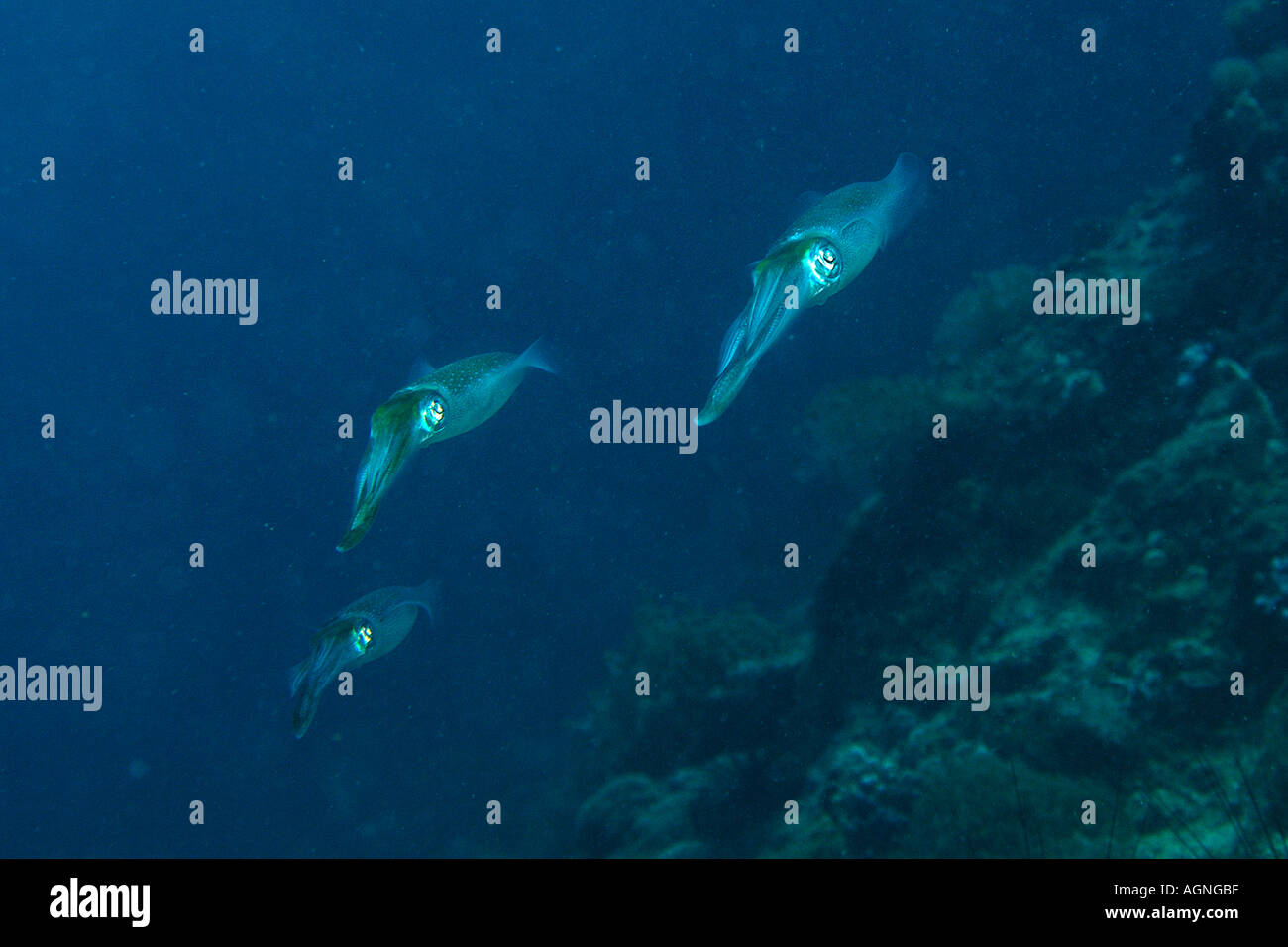 Reef Bigfin squid Sepioteuthis lessoniana scolarizzazione vicino reef Gato Island Cebu Filippine Foto Stock