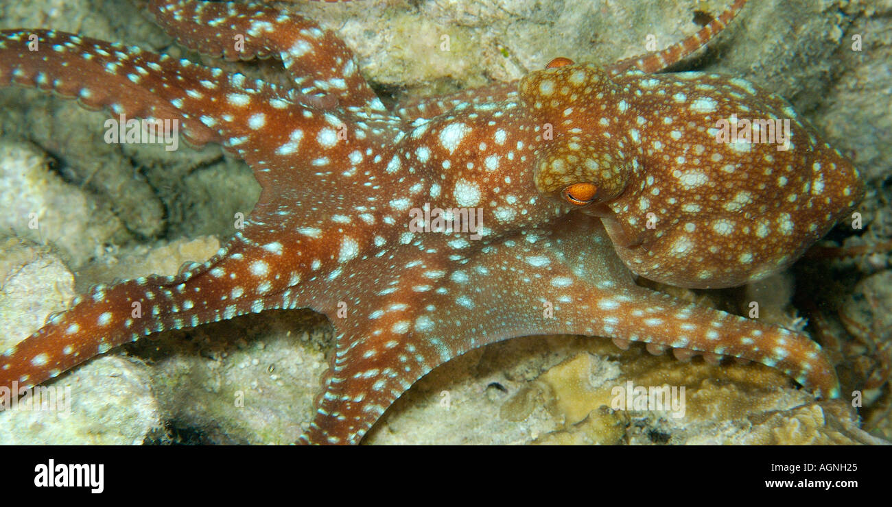 Notte stellata octopus Octopus luteus rovistando sulla barriera corallina di notte Malapascua Cebu Filippine Visayan Mare Foto Stock