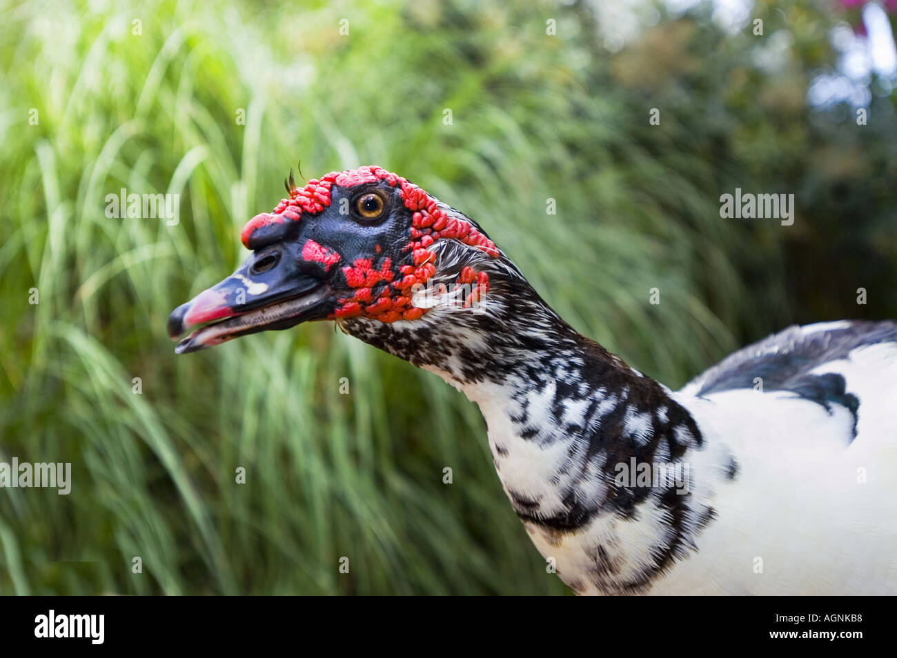 Cairina moschata Anas anatra muta pato real royal duck warzenente Foto Stock