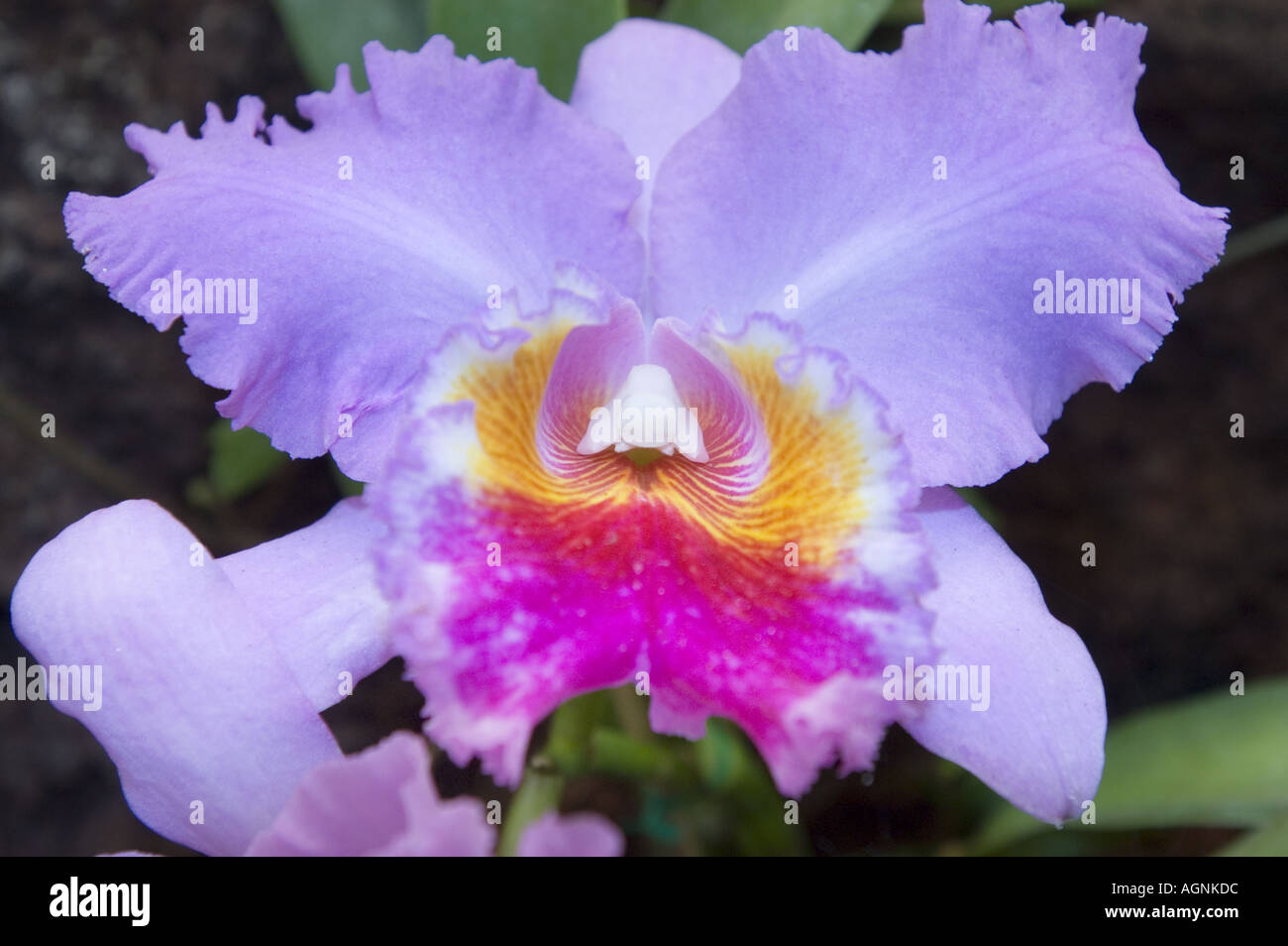 Phalaenopsis rosa rosso porpora crema bianco macchiato il ramo di orchidea Phalaenopsis rosa Foto Stock