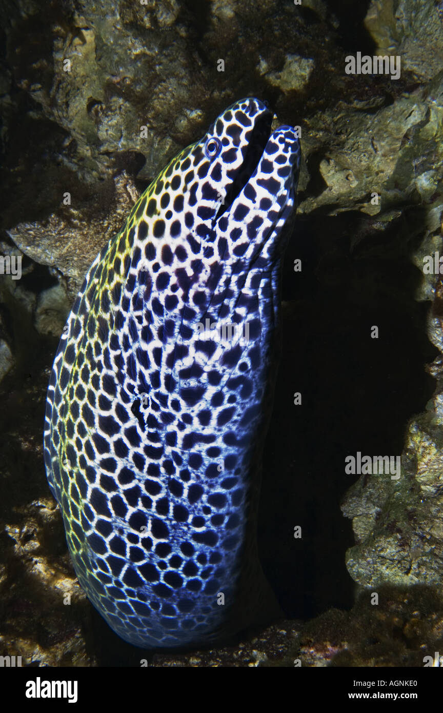 LEOPARD moray eel Muraenidae Gymnothorax favagineus Undulatus flavimarginatus Foto Stock