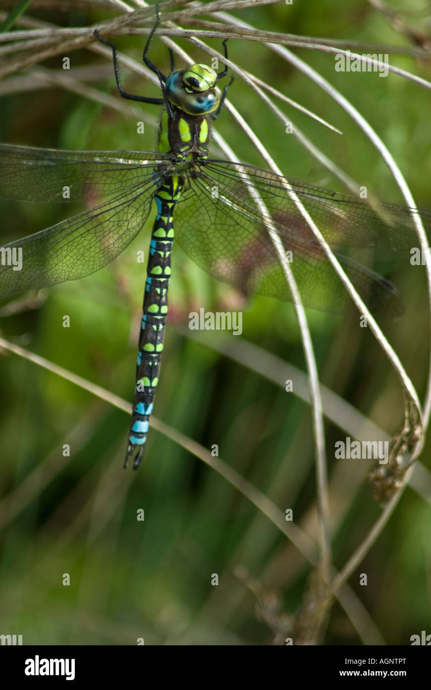 Dragon Fly Odonati sub ordine Anisoptera Foto Stock