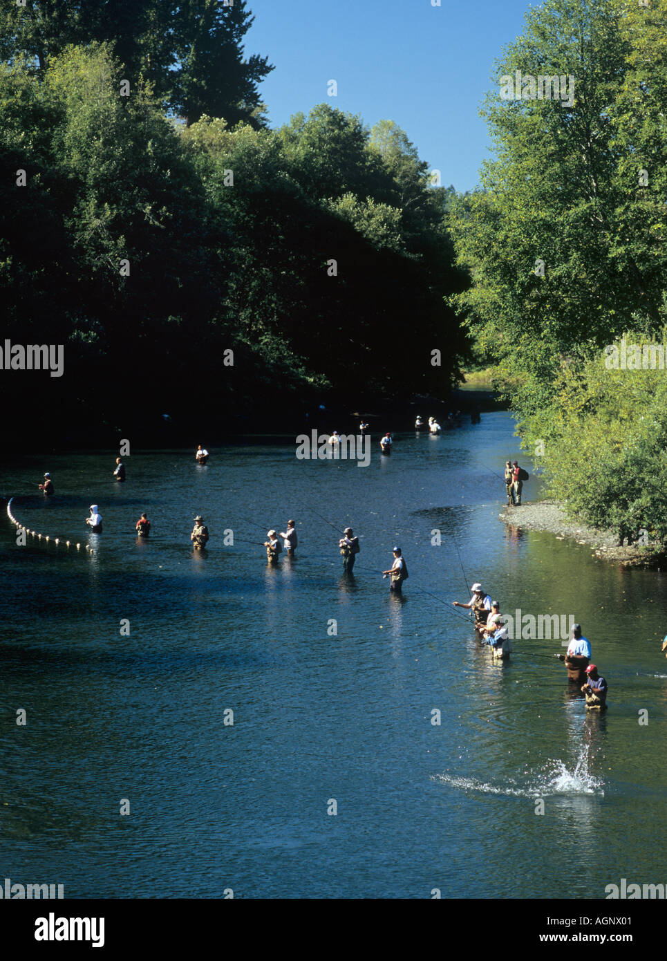 La pesca al salmone nel fiume SKOKOMISH Unione "Stato di Washington " STATI UNITI D'AMERICA Foto Stock