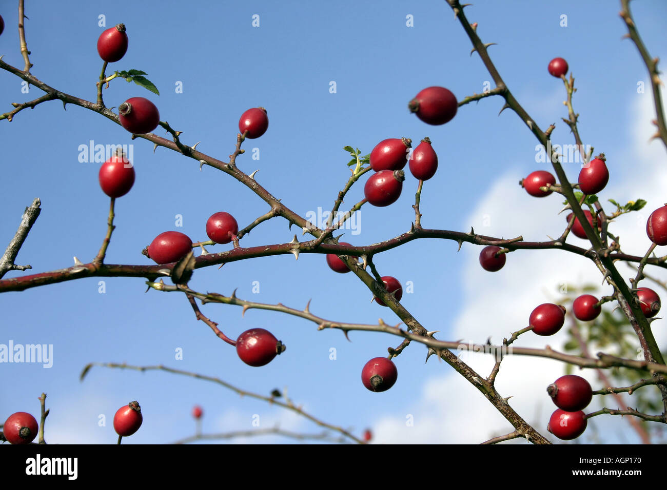 Frutti di bosco Foto Stock