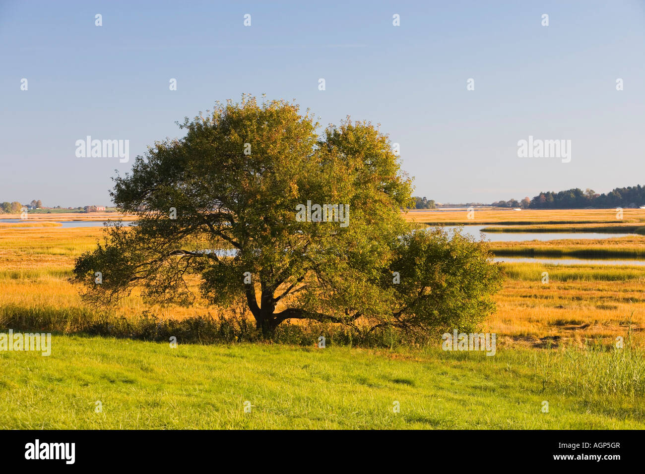 La vista di firma delle barene e il fiume Essex presso la contea di Essex Greenbelt Associazione s Cox Prenotazione Foto Stock