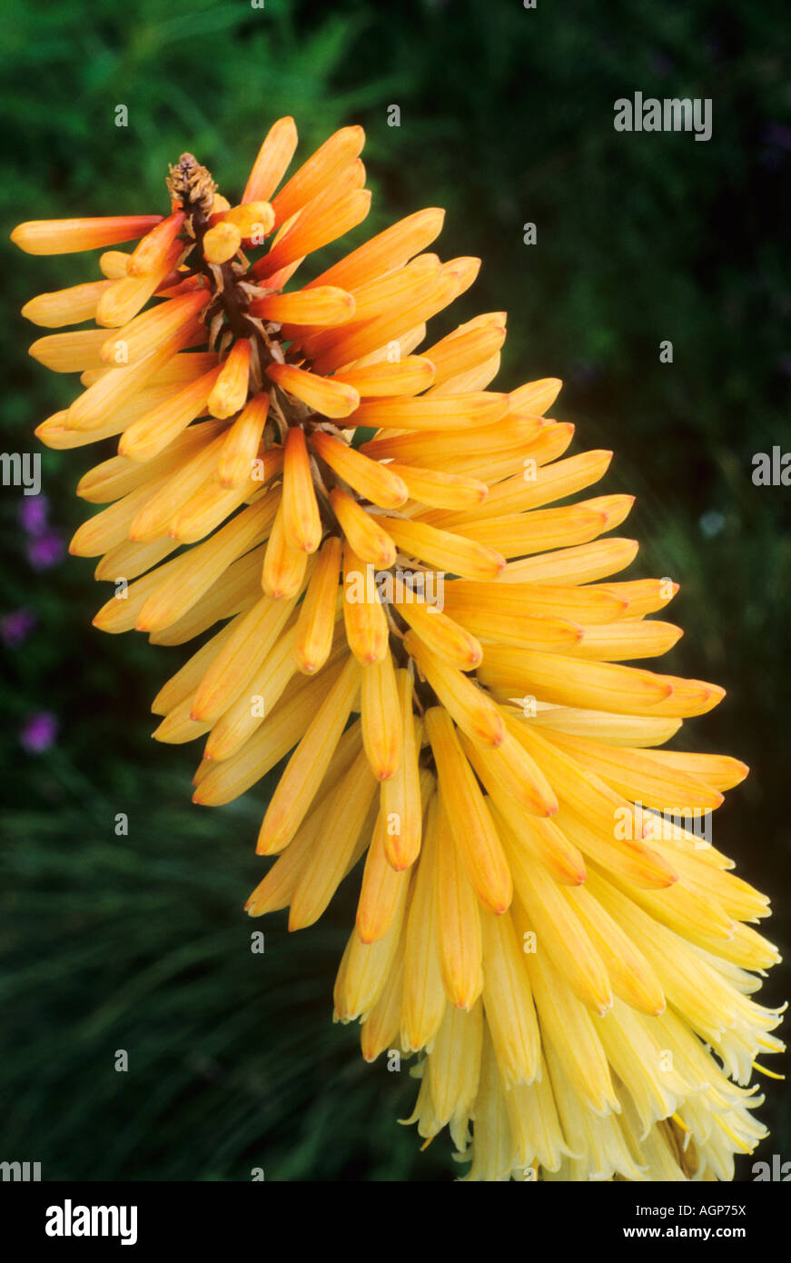 Kniphofia Bruno re Foto Stock