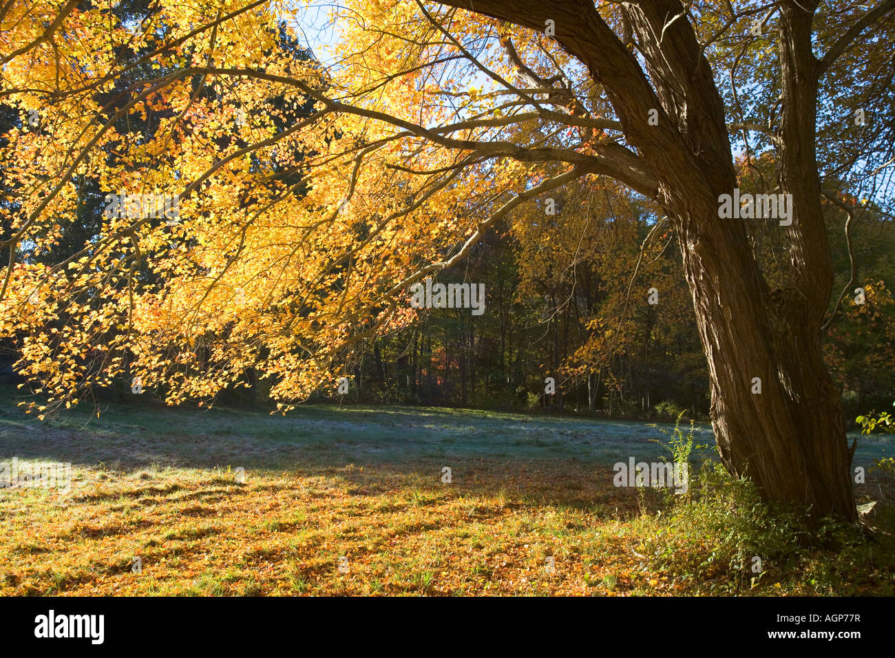 Luce splende attraverso le foglie di giallo di uno zucchero acero in autunno in Gloucester Massachusetts grande proprietà di battuta Foto Stock