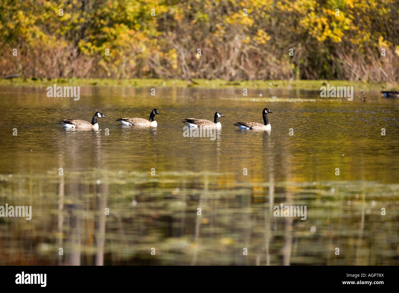 Oche del Canada e cadere riflessioni nel mulino superiore stagno al Ewell Prenotazione in Rowley Massachusetts Foto Stock